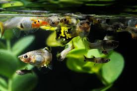 This betta fish care sheet is full of easy to follow, detailed info from tank size to food, filters to lighting and more. Keeping Mollies And Guppies Together Things To Know Fish Tank Master