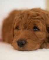 He is always up for anything. Goldendoodle Puppies For Sale Golden Doodle Puppies Tangled Up In Red Farms Pelican Rapids Mn Goldendoodle Puppy Goldendoodle Goldendoodle Puppy For Sale