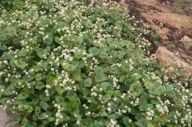 Image result for Persicaria madagascariensis