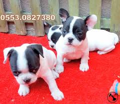 French Bulldog Dost Patiler Kedi Kopek Dunyasi Kedi Ve Kopekler Icin Her Sey