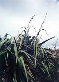 A tall new zealand herb (phormium tenax) having erect, sword shaped leaves and scarlet or yellow flowers 2. Hawaii Invasive Species Council New Zealand Flax