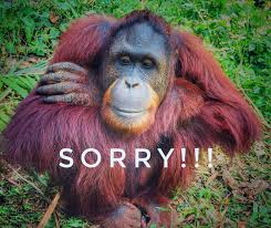 143 reviews #1 of 2 things to do in semanggol. Bukit Merah Orang Utan Island Foundation Startseite Facebook
