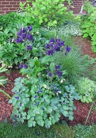Image result for Aquilegia vulgaris Tower Mix