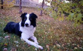 Il faut que la tique reste accrochée au moins 48 heures sur l'animal pour qu'elle puisse lui transmettre la bactérie. La Maladie De Lyme Ou Borreliose Chez Le Chien Symptomes Causes Traitements Et Prevention
