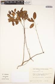 Image result for Gossypioides kirkii