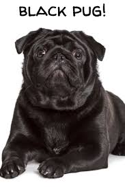 all about the black pug smart dog black pug black pug puppies