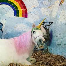 Download Dartmoor S Unicorn Dartmoor S Unicorn At The Miniature Pony Centre
