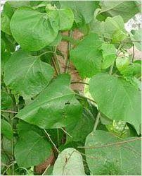 Image result for Grewia arborea