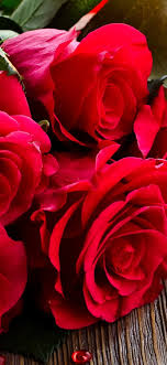 Valentinstag schöne rote rosen herzen hintergrundbild herunterladen. Bouquet Rote Rosen Blumen Close Up 1080x1920 Iphone 8 7 6 6s Plus Hintergrundbilder Hd Bild