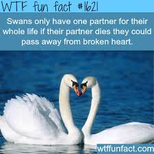 Wtf Facts Funny Interesting Weird Facts Wtf Fun Facts Fun Facts Animal Facts