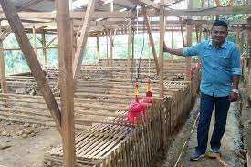 Cara membuat kandang bebek dari bambu memang cukup mudah dan murah. Bambang Eriyadi Raih Sukses Dengan Usaha Bebek Petelur Harian Haluan