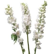 We did not find results for: 62 Pink White Simple Elegance Ideas Simple Elegant Wedding Wedding Wedding Flowers