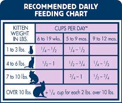 Cups Chicken Feed Per Day Google Search Feeding Kittens