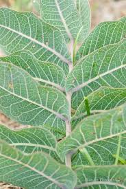 Pinewoods Milkweed Aka Sandhill Milkweed Asclepias Humistrata Has Been Found In Al Fl Ga La Ms Nc Sc Milkweed Asclepias Plant Leaves