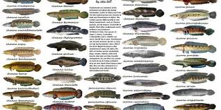 0 ratings0% found this document useful (0 votes). Ikan Air Tawar Ikan Berkepala Ular Ikan Snakeheads Ultralight Fishing Tips And Tricks For Ultralight Anglers