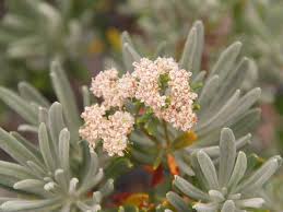 Image result for Eriosema robinsonii