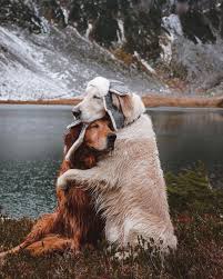 Hoe Van Iemand Te Houden Met Al Uw Zorg Hier Zijn Enkele Tips Voor Liefhebbers Golden Retriever Komik Hayvanlar Sevimli Kopek Yavrulari