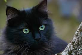 If you are looking for some badass cat names, then you could check out our collection of badass cat names. Badass Names For Black Cats Pethelpful By Fellow Animal Lovers And Experts