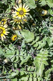 Image result for Arctotheca