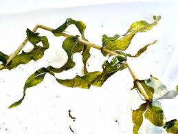 Image result for Potamogeton richardii