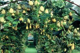 Pin By Jeanette Haygood On Gardening Ideas Garden Images Edible Landscaping Outdoor Gardens