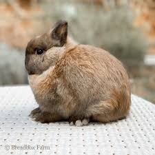 Select from hundreds of pet classifieds that will meet your preference. Breadbox Rabbitry Netherland Dwarf Rabbits In North Carolina