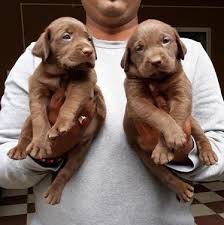 Click below to fill up the form. Puppies For Adoption In Canada The Y Guide