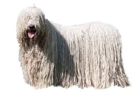 Image result for Komondor