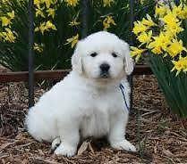 Healthy, purebred golden retriever puppies directly from ethical breeders. White Golden Retriever Puppies For Sale In Hampton Falls New Hampshire Classified Americanlisted Com