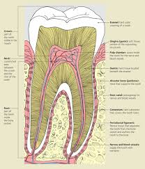 Tooth American Dental Association Teeth Anatomy Root Canal Dental Anatomy