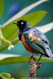 Garden Birds Of South Africa Pictures And Names Bird S Name Rufous Bellied Niltava Malaysia Kuala Lumpur Garden Birds Lens Khalid Al Saif Canon 40d Lens 55 250 Sturnidae Aves Pajaros