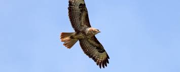 ''king of the air'' vliegend boven westerwolde. Nature Today Buizerds Overspoelen Ons Land