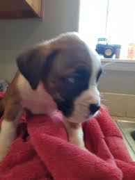 The boxer is one of the most popular dog breeds in the united states based on akc registration statistics. Boxer Puppies For Sale In Trufant Michigan