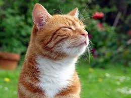 Cancer in a cat is pathologicala process in which some cells of the body grow very quickly. Can Animals Predict Death Howstuffworks