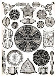Art Forms From The Ocean The Radiolarian Atlas Of 1862 Pin On Patterns