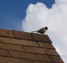 A metal roof will last 40 to 80 years before it needs to be replaced, and most warranties cover up to 50 years. Asphalt Shingle Wikipedia