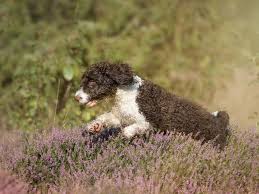 Der perro de agua español, zu deutsch kurz „perro oder „spanischer wasserhund genannt, ist ein vierbeiner, der mit seinem charme schnell begeistert. Spanischer Wasserhund Im Rasseportrait Zooroyal Magazin
