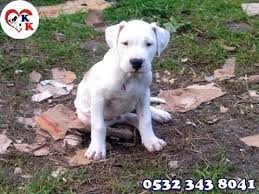 Dogo Argentino Yavrusu 05323438041 Kopek Kulubu Youtube