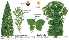 It appears similar to fraser fir but more tolerant to drought. Temperate Forest Plants Animals Facts Britannica