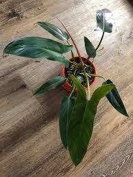 Philodendron Mexicanum Healthy Plants Plant Care Plants