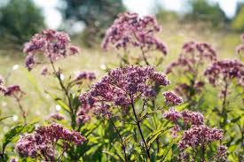 Wet soil loving plants for usda zone 5. 15 Best Plants For Wet Areas