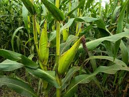 Image result for Zea mays