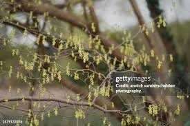 Image result for Hamamelidaceae