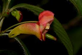 Image result for Impatiens gomphophylla