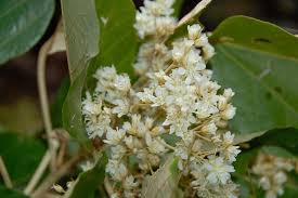 Image result for Dombeya torrida