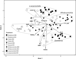 Image result for Afrobrunnichia