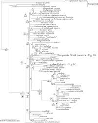 Image result for Pachycarpus lineolatus