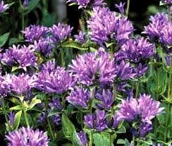 Image result for Commicarpus grandiflorus