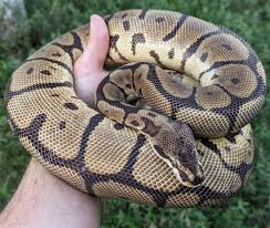 Cinnamon Leopard Spider Ball Python Female 1527g