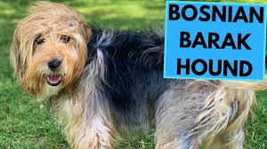 Bosnian Coarse Haired Hound Dog Breed: Info, Pictures, Temperament & Traits 